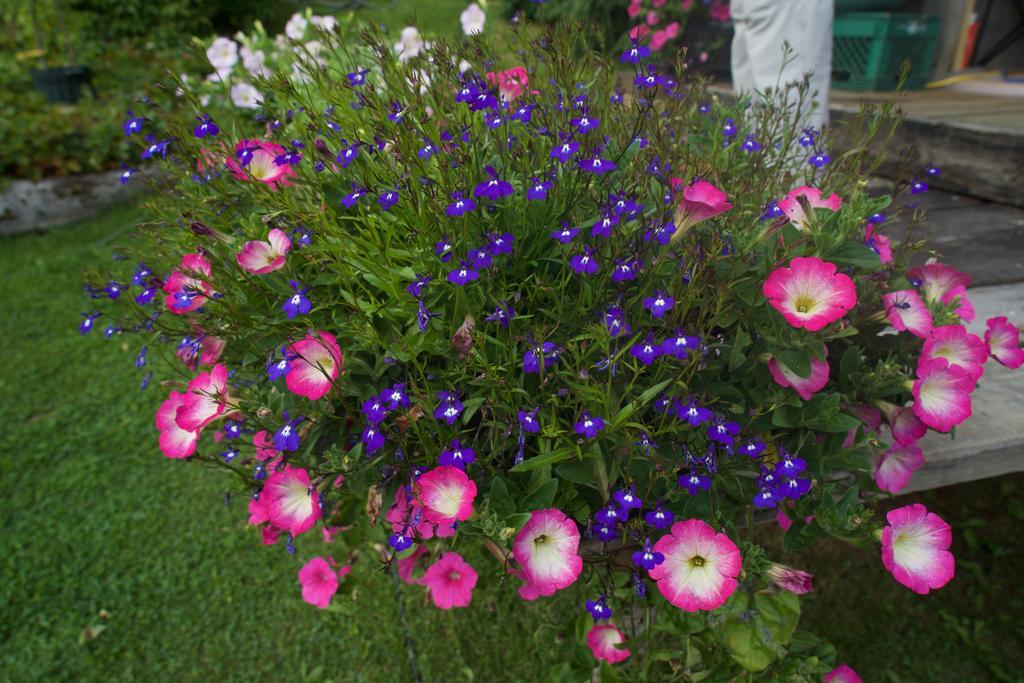 Brigitte'S Bavarian Bed Und Breakfast Millers Landing Экстерьер фото